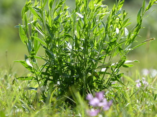 
flowers left on the grass