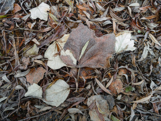 Dry fallen leaves of various colors covered with frost. Land covered with leaves in autumn.