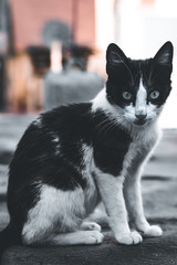 Gatto occhi di ghiaccio