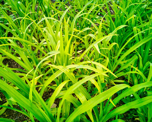 Side view chaotic green sprouting young flowers on soil dirt background in warm spring sunrise