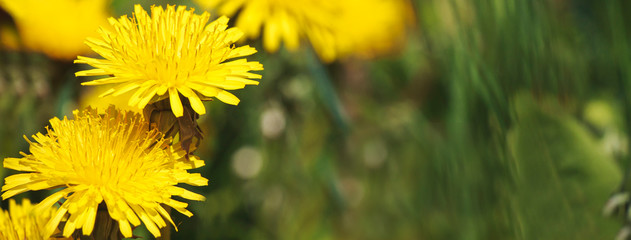 Yellow dandelion flowers on a blurred background. Banner with space for your text.