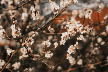 spring blooming peach tree white flowers on a branch