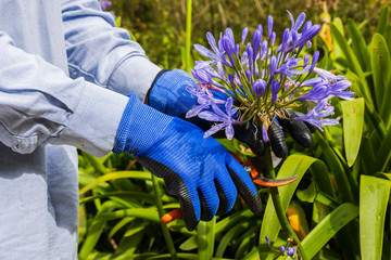 gardening gloves and flowers