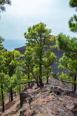 Fototapeta na wymiar Canary pine trees near the path of Ruta de los Volcanes route