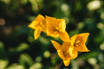 yellow wild flowers tulips top view