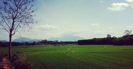 Rice field in my home town