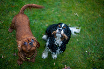 Two Cavalier King Charles Spaniel dogs for a walk, playing, holding a stick in the muzzle