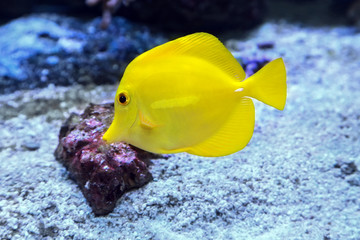 Yellow tang Zebrasoma flavescens marine fish