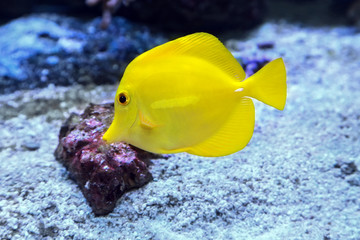 Obraz premium Yellow tang Zebrasoma flavescens marine fish