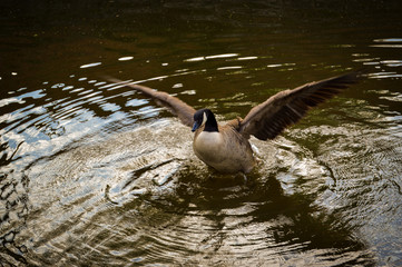Goose in river