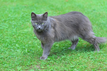 gray cat in the green grass