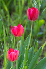 Flowers of blossomed red tulips close-up.