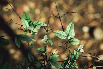 Closeup nature view of dark green leaf with copy space using as background concept