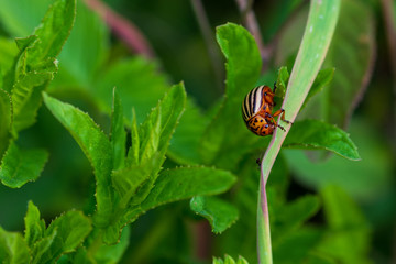 Insects on flowering plants. Macro photography.