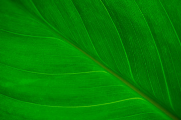 Abstract green leaf macro texture for background