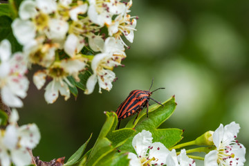 Insects on flowering plants. Macro photography.