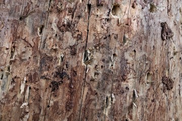 A tree trunk with holes made by a woodpecker.