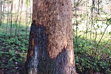 A tree trunk with holes made by a woodpecker.