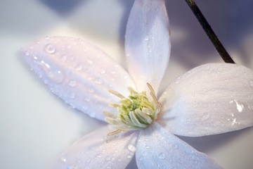 Star of Bethlehem flower close-up