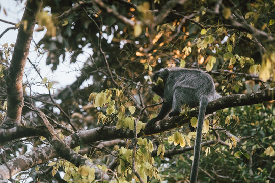 Malaysia, 6 May 2020 - Southern Pig-tailed Macaque (Macaca Nemestrina), Also Known As The Sundaland Pigtail Macaque And Sunda Pig-tailed Macaque.M