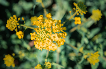 rapeseed flower. farm plant for oil production