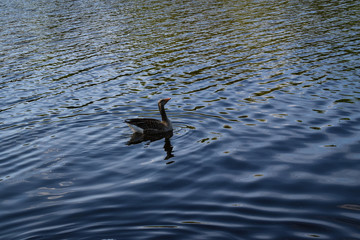 goose in river