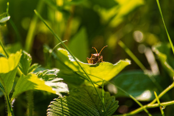 Insects on flowering plants. Macro photography.