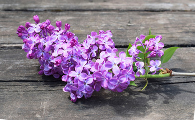 Branch of fresh lilac on an old wooden background.