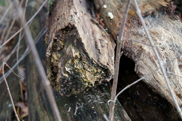 Holzwirtschaft