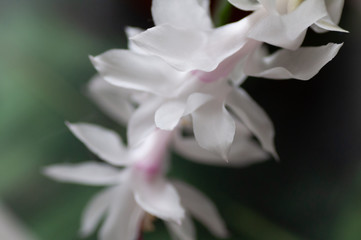 Flowering Schlumbergera. A flowering Christmas cactus houseplant