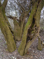 Three old willows covered with moss. Nature covered with frost on a  cold autumn morning. A thick fog creeps among the trees in a willow grove.