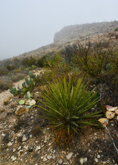Agave, yucca, cacti and desert plants in a mountain valley landscape in New Mexico,