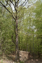 Holzwirtschaft