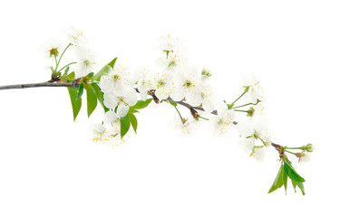 Flowering branch of cherry.
