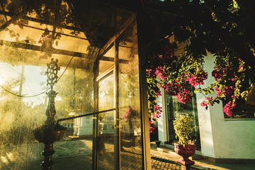 Fioletowe kwiaty, zielona roślina w słoneczny dzień. © insomniafoto