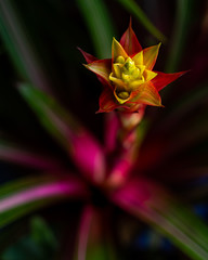 Bromeliad plants in bloom in a corner of the house
