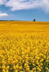 Beautiful landscape with blue sky and fresh yellow agricultural field