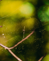 Spinnennetz