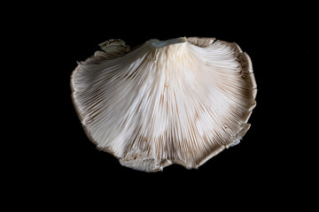 Pleurotus ostreatus mushroom on black background
