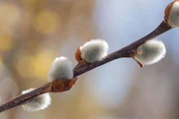 catkins in spring