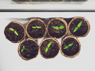 Seedlings in eco-friendly peat pots. Many young sprouts sprang up in the spring at home. The...