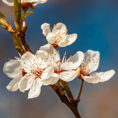 Obraz na płótnie Canvas Beautiful spring blossoms near Zeholfing, Isar, Bavaria, Germany