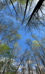 Panorama of first days of spring in a forest, view of the trees from below, blue sky, Buds of trees, Trunks of birches, sunny day