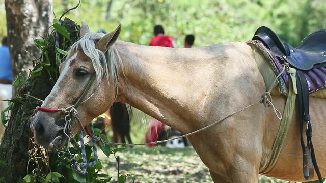 closeup beige horse with white mane resting in tropical forest shadow