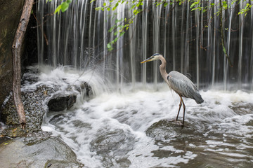 Blue heron patiently standing in a creek by a waterfall.