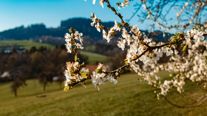 Beautiful spring blossoms near Perasdorf, Bavarian forest, Bavaria, Germany
