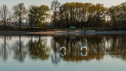 Fototapeta na wymiar Two mute swans flying close to the water surface at the river danube, Metten, Bavaria, Germany