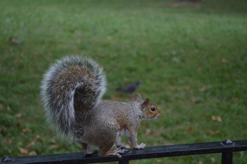 squirrel in the park