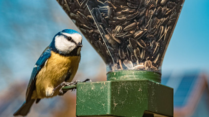 Blue tit songbird feeding in our garden