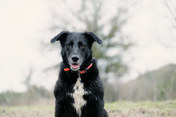 Pet black dog wet from rain on overcast gray day, sitting in rural field looking at camera close up.